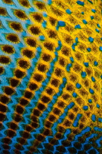 Close up of a Black Durgon.  60mm with +3 diopter by Paul Colley 